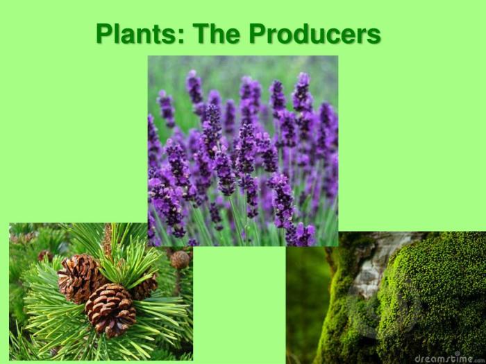 Producers ecosystem producer role