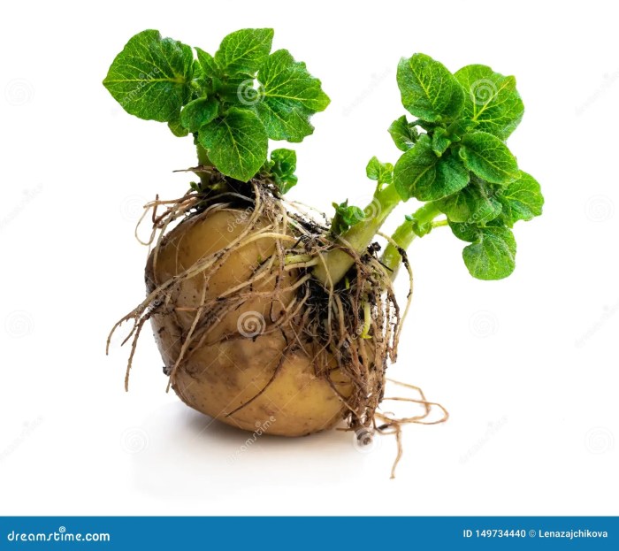 Tuber reproduction stem potato plants message board guide sexual biology4isc shoot