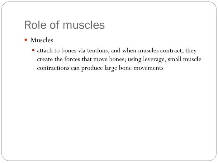 Muscles locomotor myology