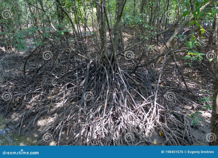 Avicennia roots marina pencil mangrove nitida officinalis alchetron lanata