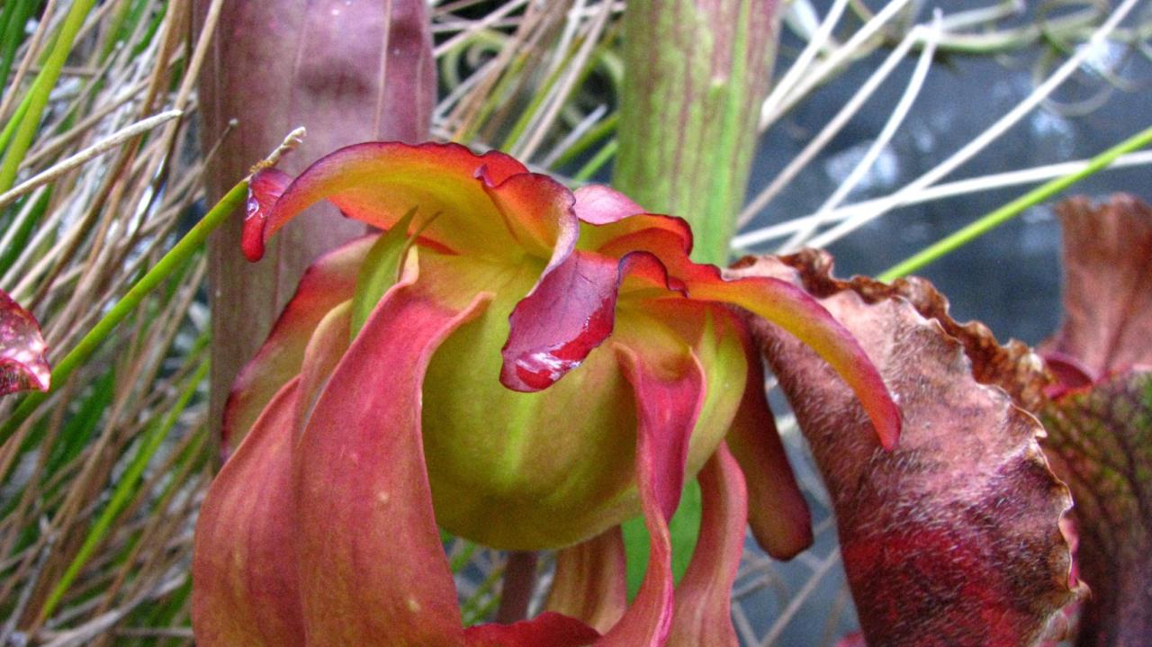 Pitcher plants plant eat northern do prey why scotia sundews easily nova where find their cove mosquitoes bug insects rambles