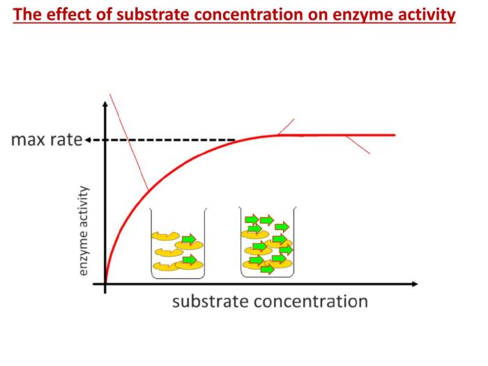 Mengapa konsentrasi enzim dan substrat memengaruhi kerja enzim