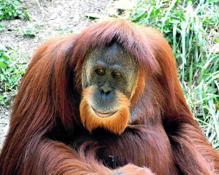 Apakah orangutan peka terhadap rangsang