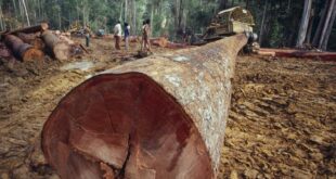 Sebutkan pemanfaatan hasil hutan berupa kayu kayuan