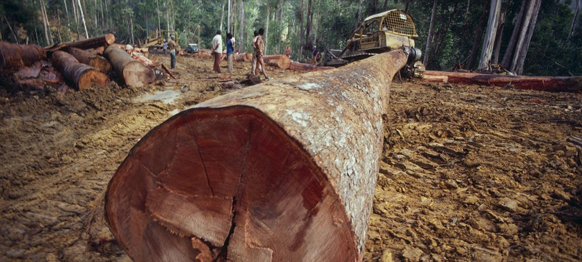 Sebutkan pemanfaatan hasil hutan berupa kayu kayuan