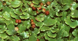 Vascular liverwort nonvascular liverworts uig auscape vascolari piante mosses reproductive archegonia reproduction thoughtco riproduzione