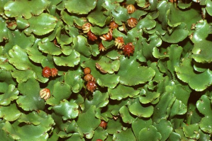 Vascular liverwort nonvascular liverworts uig auscape vascolari piante mosses reproductive archegonia reproduction thoughtco riproduzione