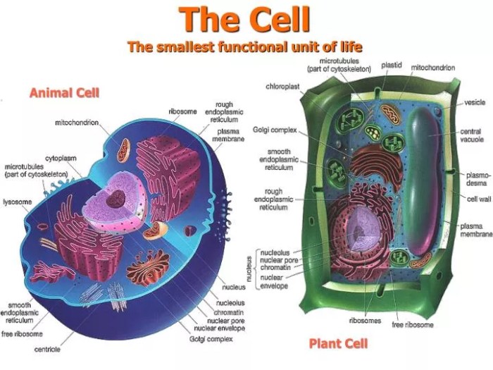 Smallest unit life cell functional