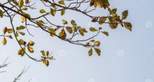 Leaves shedding autumn deviantart plants