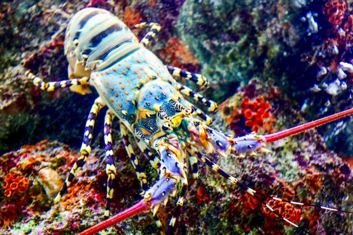 Lobster spiny caribbean life belize islandexpeditions