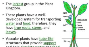 Ferns plants flowering vascular grass trees fern identification name three conifers key biology exploringnature printing pdf