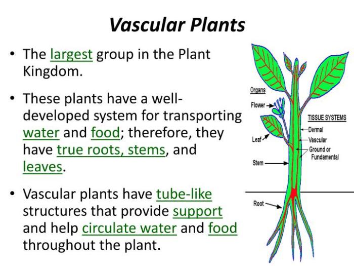 Ferns plants flowering vascular grass trees fern identification name three conifers key biology exploringnature printing pdf