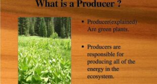 Producers ecosystem