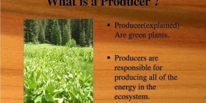 Producers ecosystem