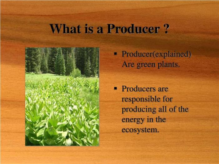 Producers ecosystem