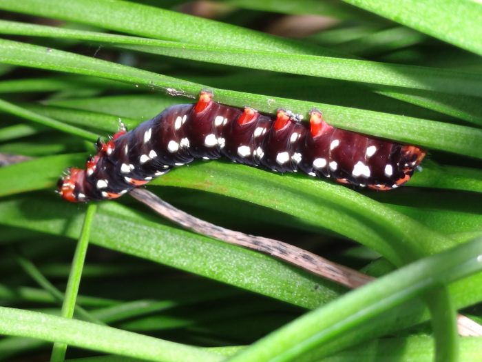 Caterpillar insect bug nature animal bugs grass flower plant invertebrate wildlife garden worm crawling crawl leaf butterfly macro photography pxhere