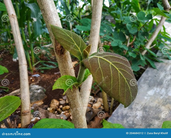 Apa tujuan pohon jati menggugurkan daunnya pada musim kemarau